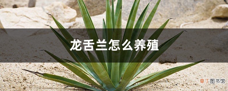 龙舌兰怎么养殖