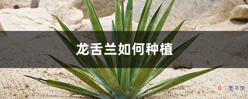 龙舌兰如何种植