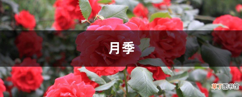 秋天给“月季”换个盆，教你1招，新手小白也能行！
