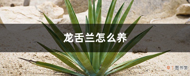 龙舌兰怎么养