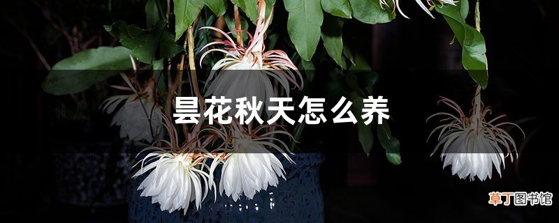昙花秋天怎么养