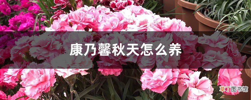 康乃馨秋天怎么养