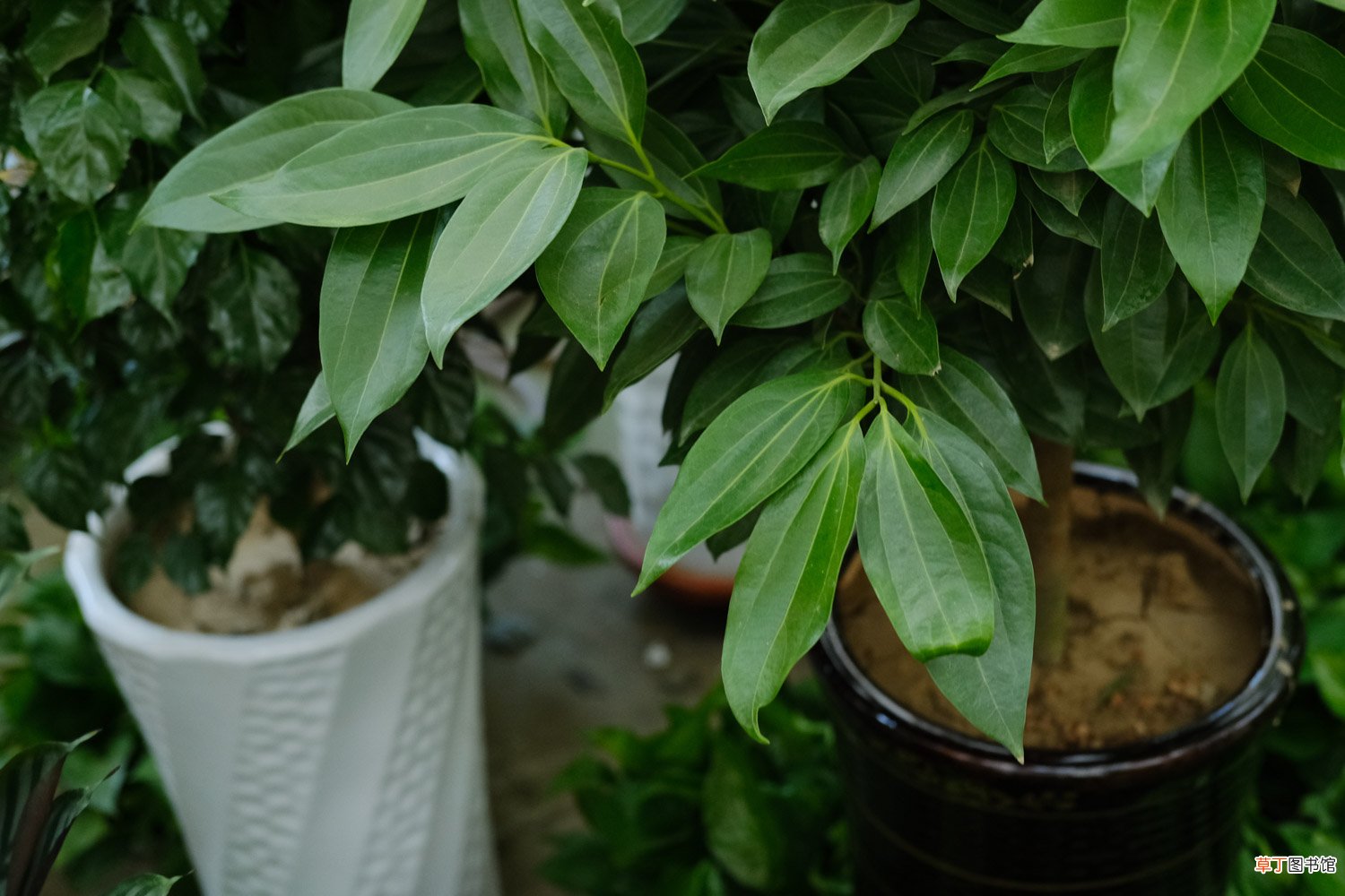 平安树秋天怎么养