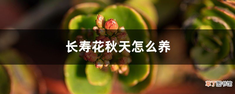 长寿花秋天怎么养