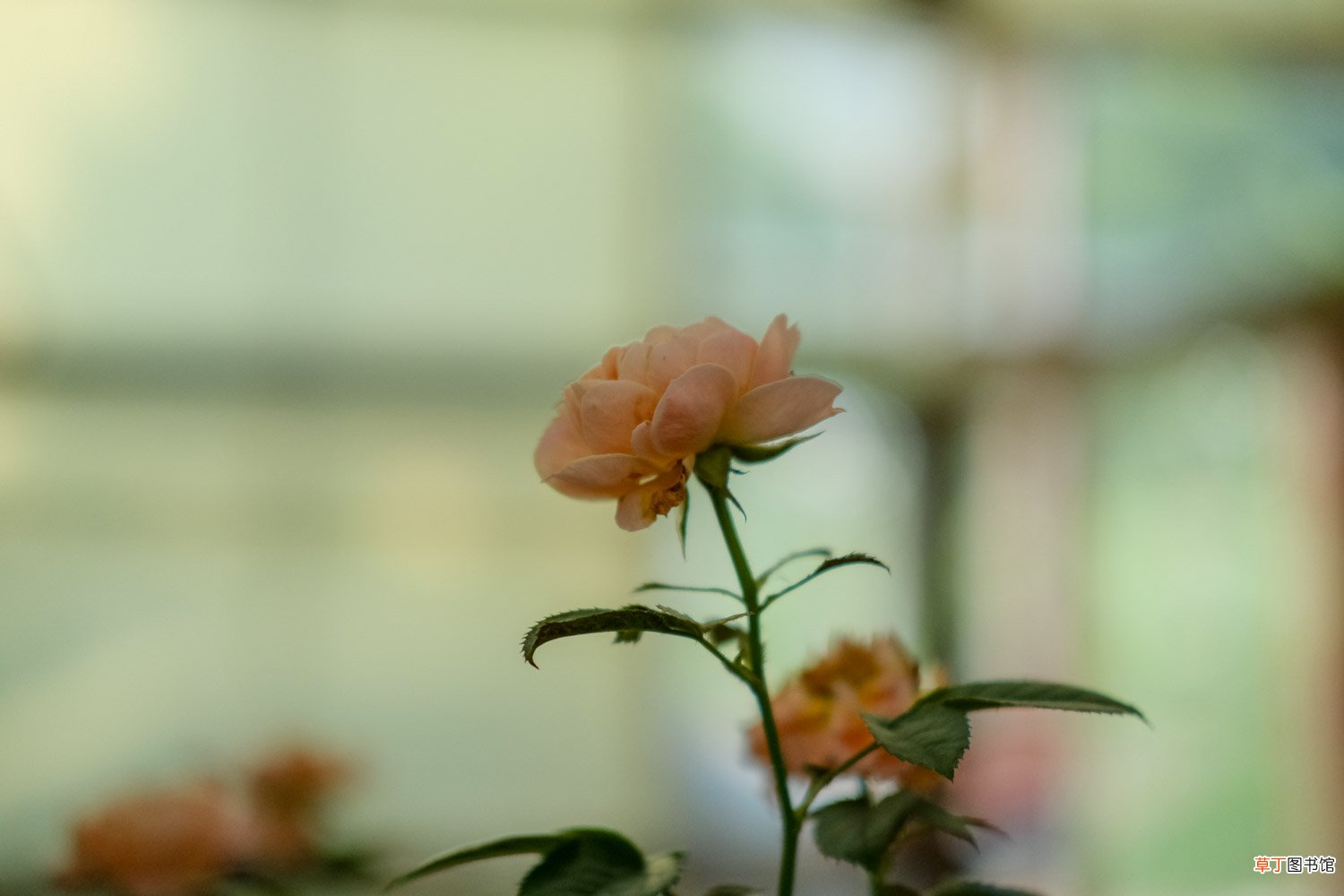 怎么修剪月季花