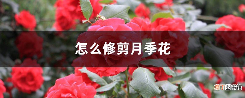 怎么修剪月季花