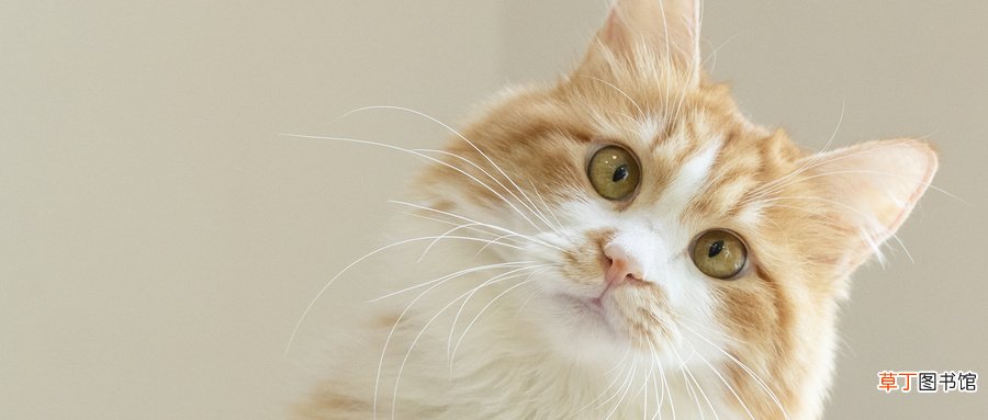女人梦见自己养猫什么意思