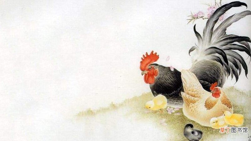 鸡生属鼠的孩子相冲吗