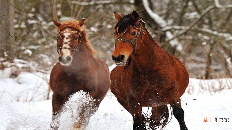 马狗属相合吗