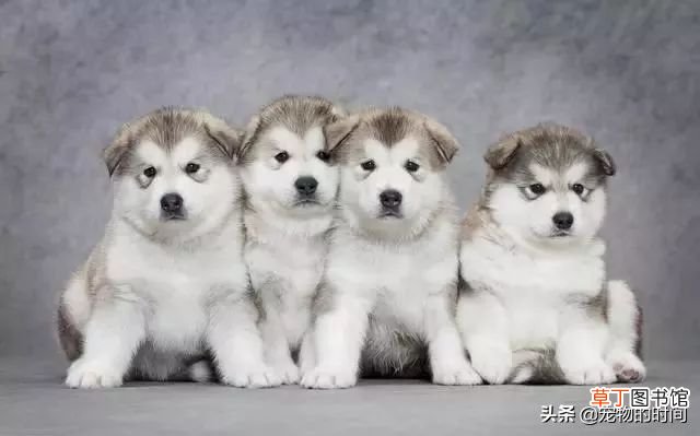 阿拉斯加雪橇犬怎么养 新手如何饲养阿拉斯加犬？