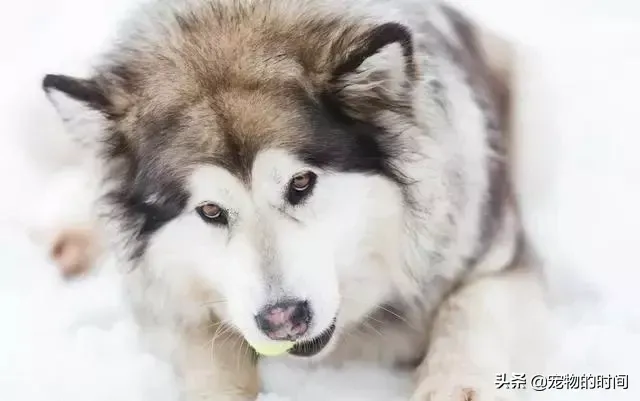 阿拉斯加雪橇犬怎么养 新手如何饲养阿拉斯加犬？