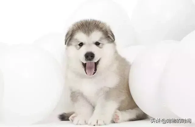 阿拉斯加雪橇犬怎么养 新手如何饲养阿拉斯加犬？