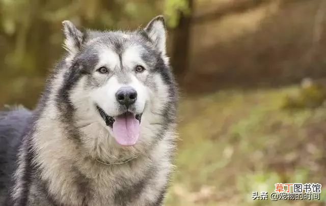 阿拉斯加雪橇犬怎么养 新手如何饲养阿拉斯加犬？