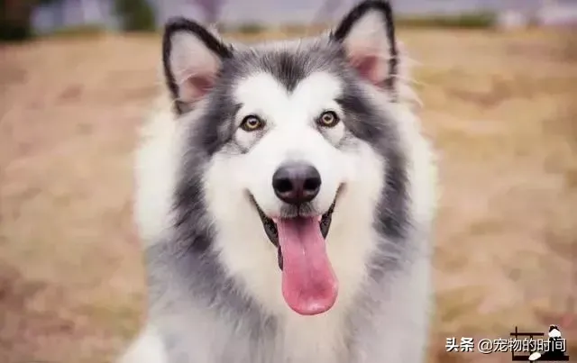 阿拉斯加雪橇犬怎么养 新手如何饲养阿拉斯加犬？