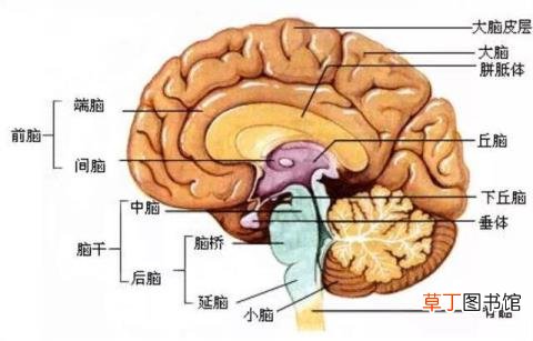发烧为什么难受 发烧为什么呕吐