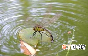 为什么喜欢蜻蜓的理由一年级 为什么喜欢蜻蜓