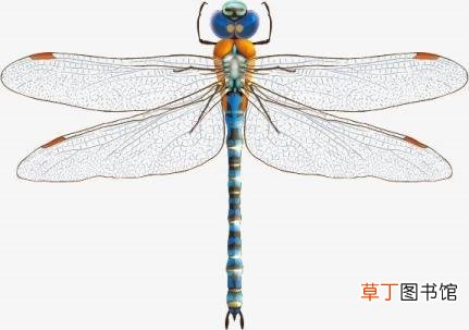为什么喜欢蜻蜓的理由一年级 为什么喜欢蜻蜓
