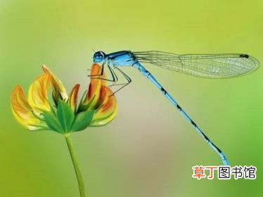 为什么喜欢蜻蜓的理由一年级 为什么喜欢蜻蜓