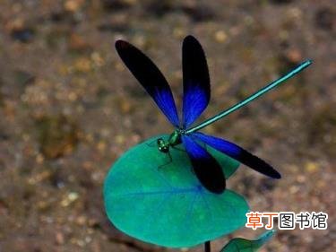 为什么喜欢蜻蜓的理由一年级 为什么喜欢蜻蜓