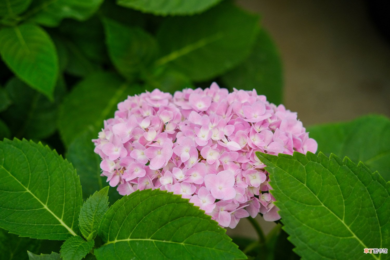 绣球花几月份可以扦插