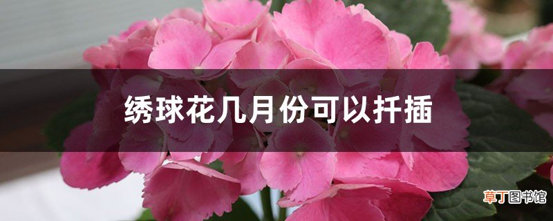 绣球花几月份可以扦插