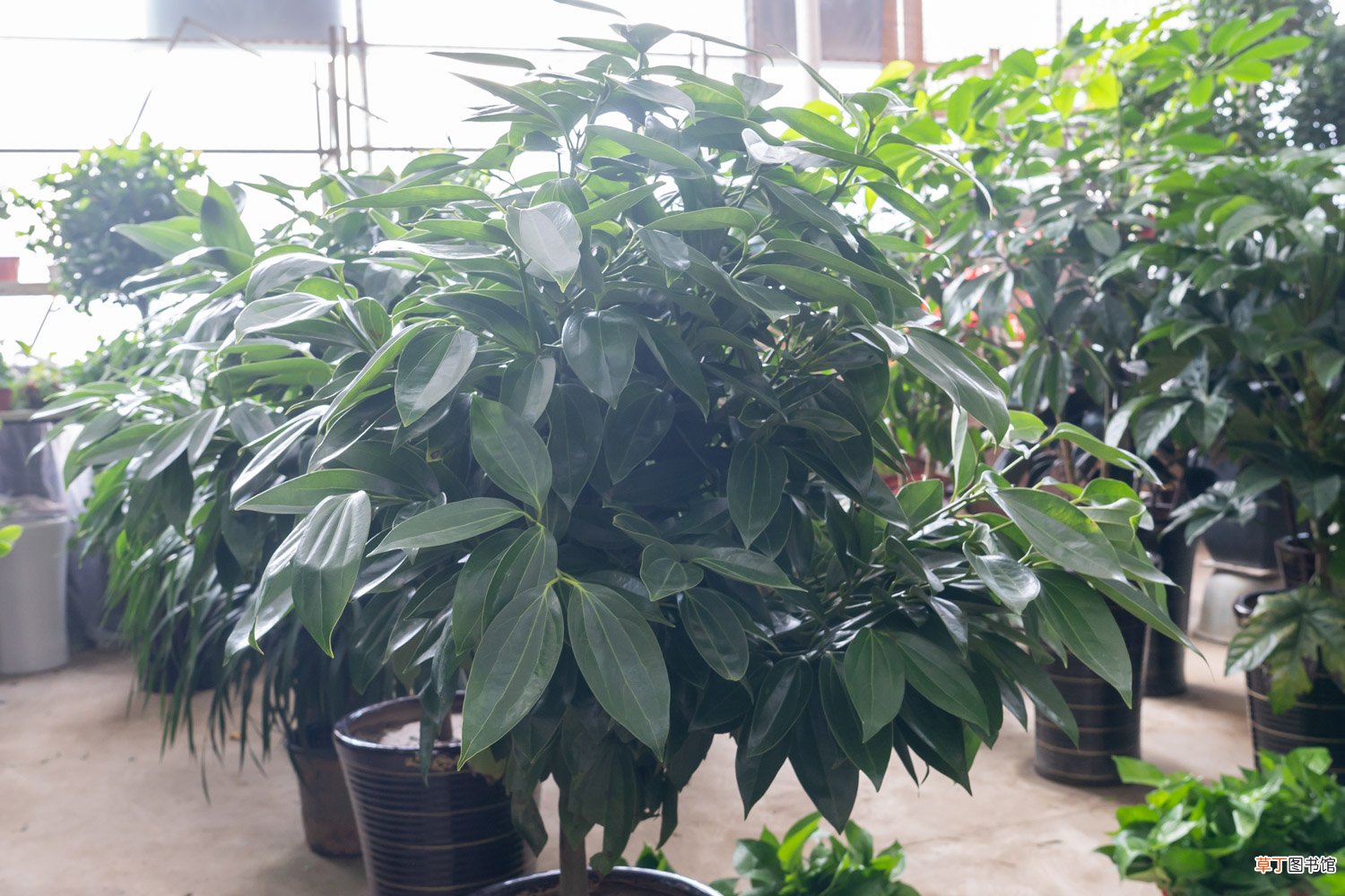 平安树浇水能加醋吗