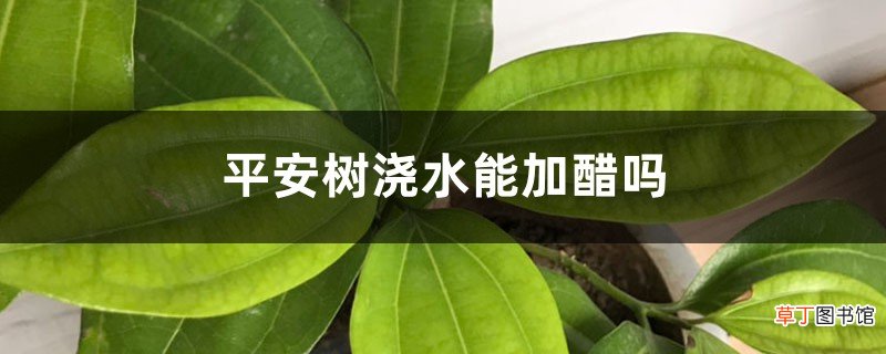 平安树浇水能加醋吗
