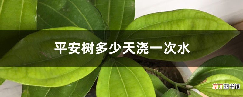 平安树多少天浇一次水