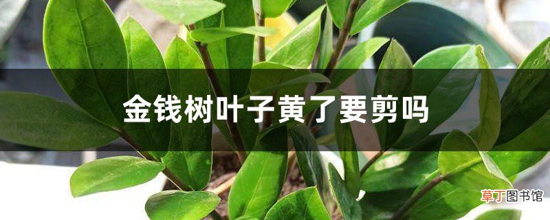 金钱树叶子黄了要剪吗