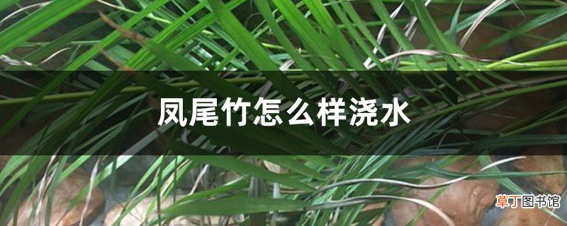 凤尾竹怎么样浇水