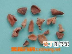 五倍子图片 五倍子的功效与作用