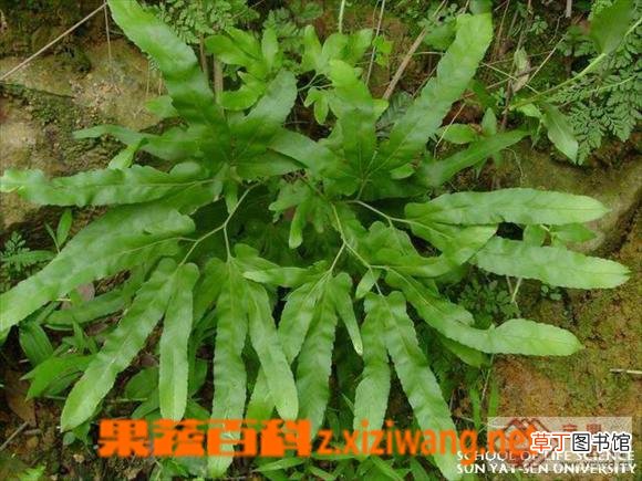 海金沙有什么用 海金沙的功效与作用