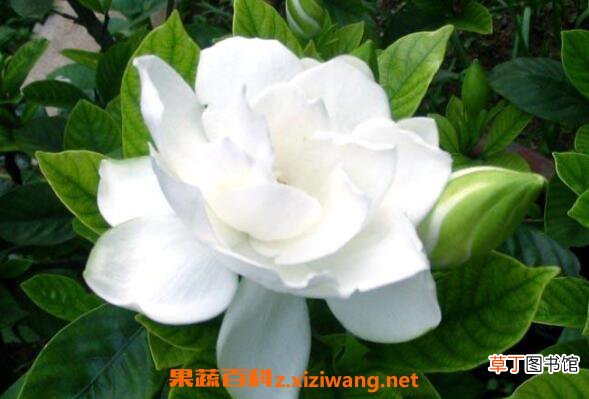 栀子花怎么养殖 栀子花的养殖方法和注意事项