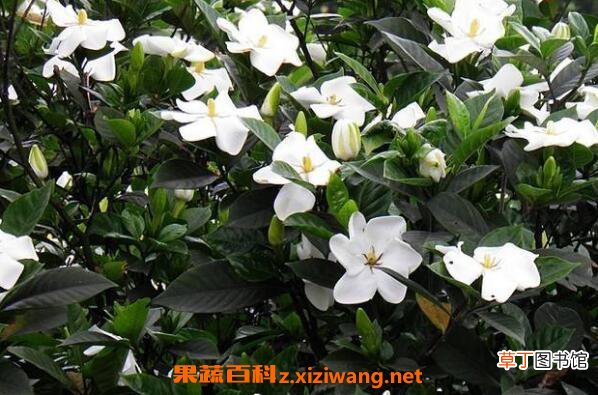 栀子花怎么养殖 栀子花的养殖方法和注意事项