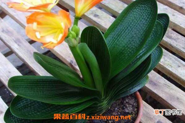 君子兰的养殖方法 养殖君子兰的注意事项