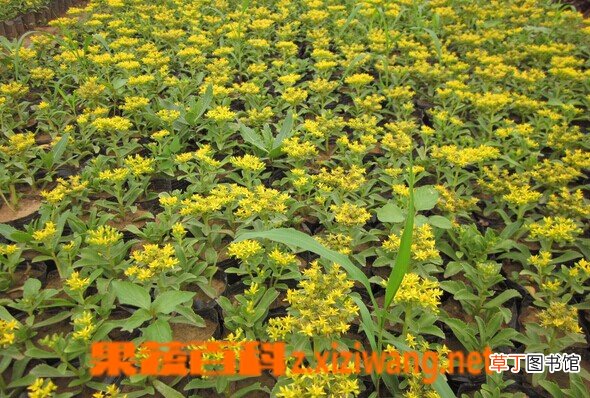 土三七的功效与作用