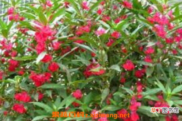 凤仙花怎么养 凤仙花的养殖方法和注意事项