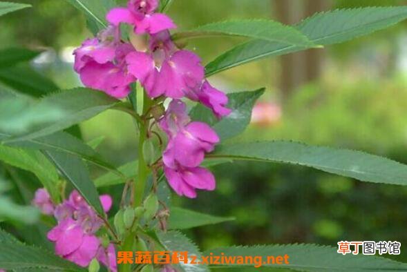 凤仙花怎么养 凤仙花的养殖方法和注意事项