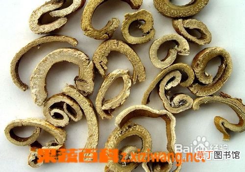 桑白皮的功效与作用及禁忌