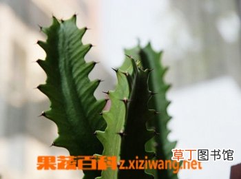 龙骨的功效与作用和药用价值