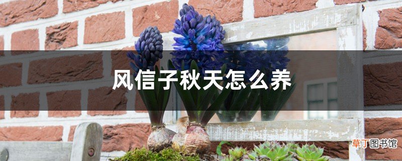 风信子秋天怎么养