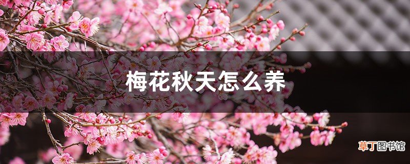 梅花秋天怎么养