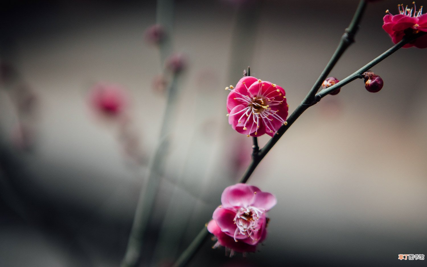 梅花秋天怎么养