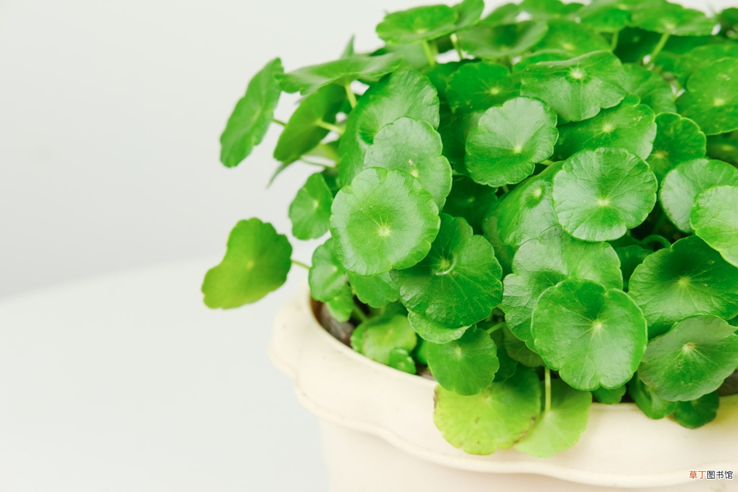 铜钱草秋天怎么养