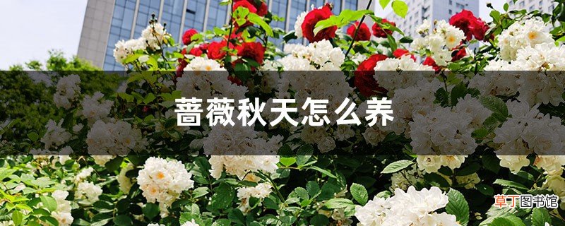 蔷薇秋天怎么养