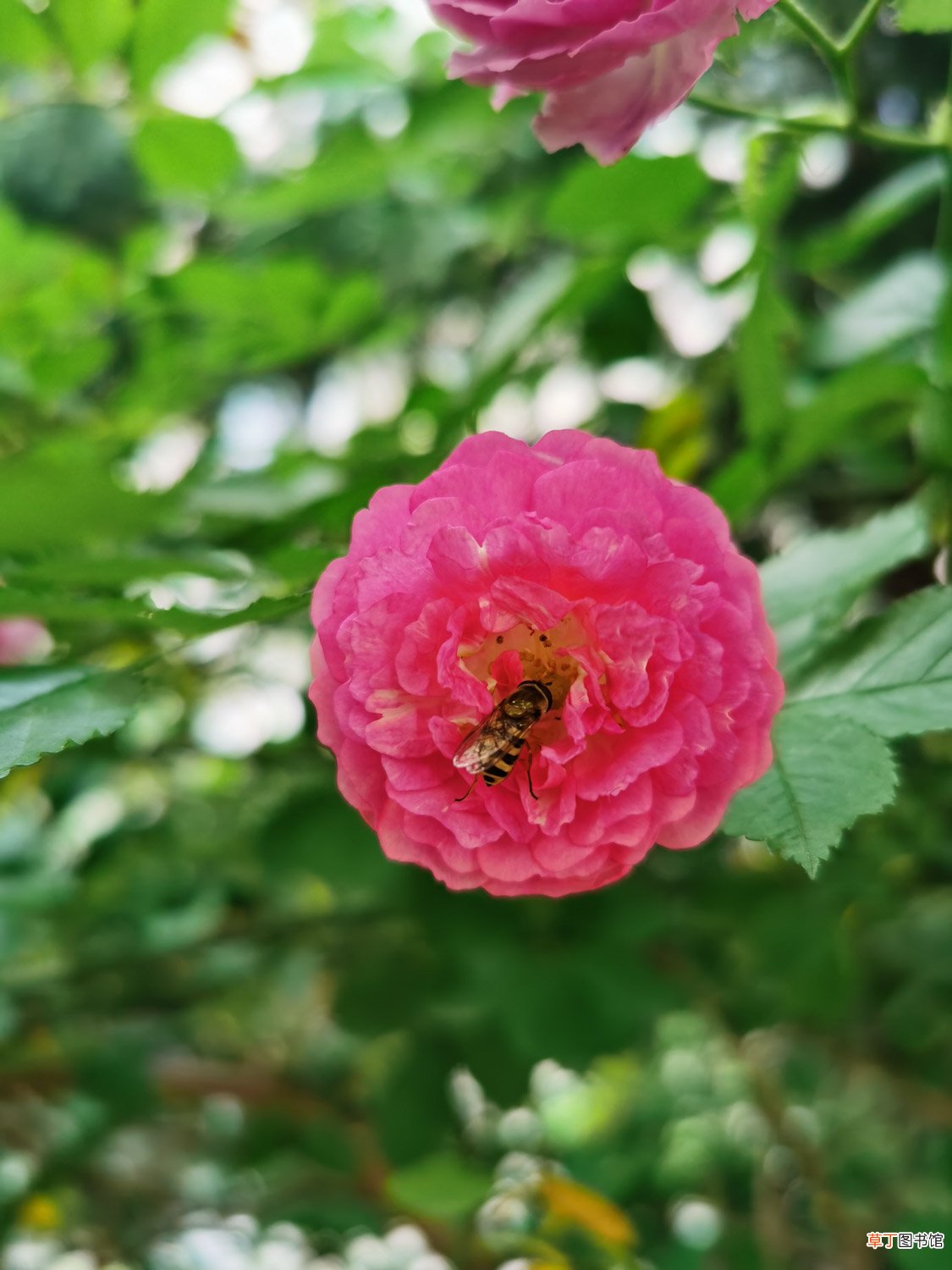 蔷薇秋天怎么养