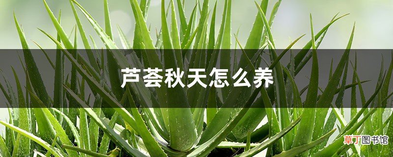 芦荟秋天怎么养