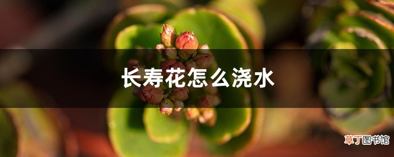 长寿花怎么浇水