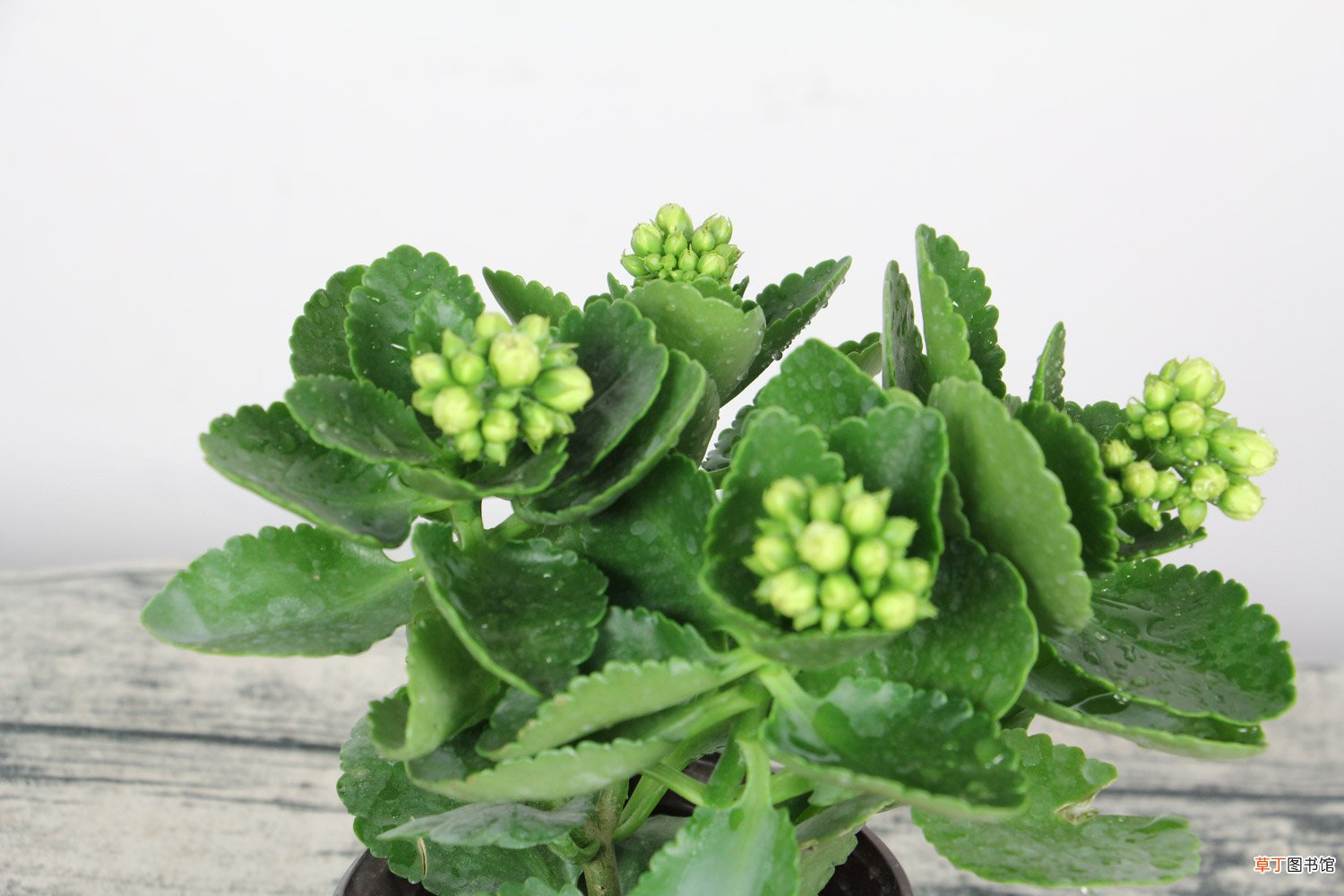 长寿花怎么浇水