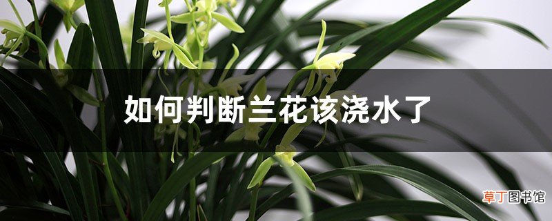 如何判断兰花该浇水了